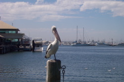Pelikan, gesichtet in Fremantle