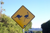 Känguruh und Emu